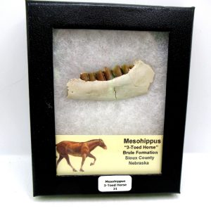 Genuine Oligocene Age Mesohippus 3-Toed Horse Jaw Section Fossil for Sale from Nebraska #31