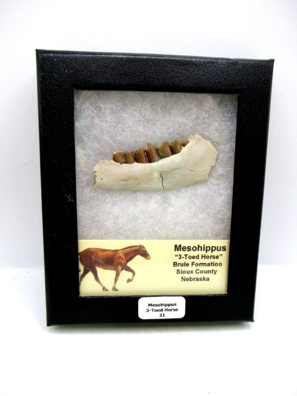 Nebraska Oligocene Mesohippus 3-Toed Horse Jaw Section 31 | Fossils for Sale Genuine Oligocene Age Mesohippus 3-Toed Horse Jaw Section Fossil for Sale from Nebraska #31