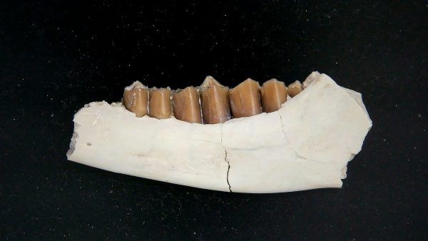 Nebraska Oligocene Mesohippus 3-Toed Horse Jaw Section 31a | Fossils for Sale Genuine Oligocene Age Mesohippus 3-Toed Horse Jaw Section Fossil for Sale from Nebraska #31a
