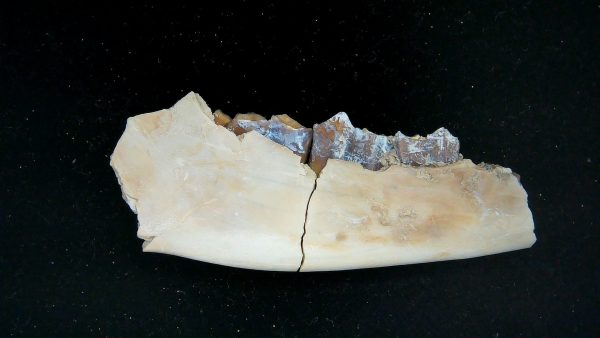 Nebraska Oligocene Mesohippus 3-Toed Horse Jaw Section 31b | Fossils for Sale Genuine Oligocene Age Mesohippus 3-Toed Horse Jaw Section Fossil for Sale from Nebraska #31b