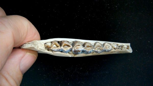 Nebraska Oligocene Mesohippus 3-Toed Horse Jaw Section 31c | Fossils for Sale Genuine Oligocene Age Mesohippus 3-Toed Horse Jaw Section Fossil for Sale from Nebraska #31c