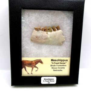 Genuine Oligocene Age Mesohippus 3-Toed Horse Jaw Section Fossil for Sale from Nebraska #32