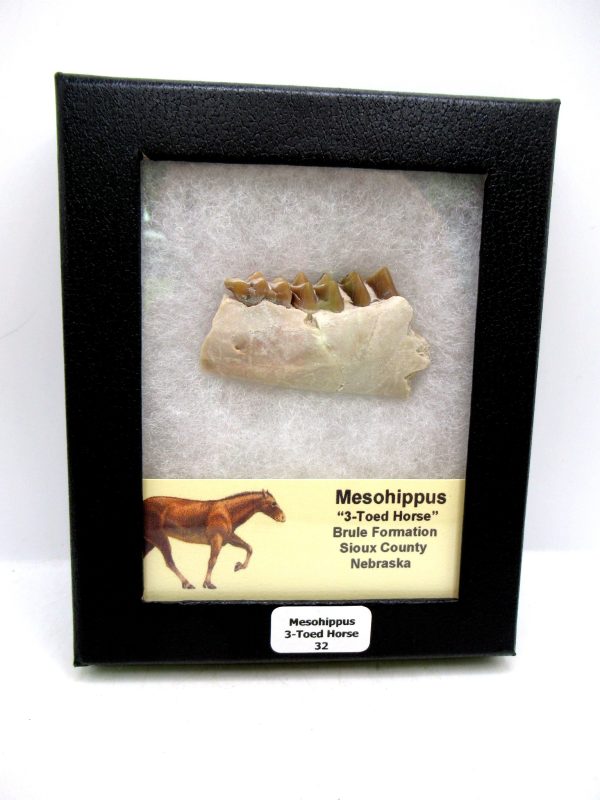 Nebraska Oligocene Mesohippus 3-Toed Horse Jaw Section 32 | Fossils for Sale Genuine Oligocene Age Mesohippus 3-Toed Horse Jaw Section Fossil for Sale from Nebraska #32