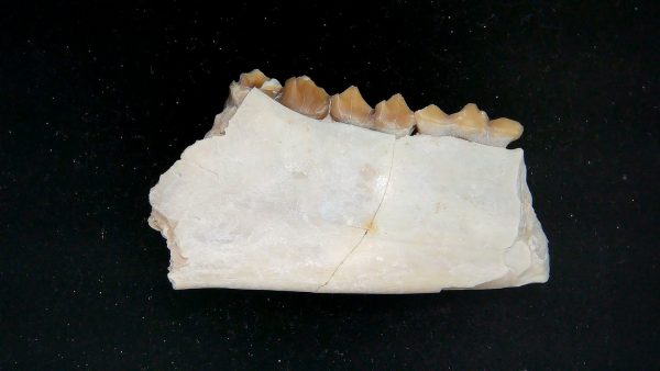Nebraska Oligocene Mesohippus 3-Toed Horse Jaw Section 32b | Fossils for Sale Genuine Oligocene Age Mesohippus 3-Toed Horse Jaw Section Fossil for Sale from Nebraska #32b