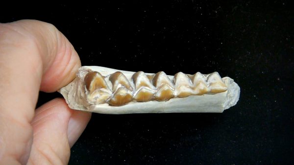 Nebraska Oligocene Mesohippus 3-Toed Horse Jaw Section 32c | Fossils for Sale Genuine Oligocene Age Mesohippus 3-Toed Horse Jaw Section Fossil for Sale from Nebraska #32c