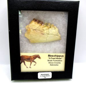 Genuine Oligocene Age Mesohippus 3-Toed Horse Jaw Section Fossil for Sale from Nebraska #33