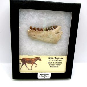Genuine Oligocene Age Mesohippus 3-Toed Horse Jaw Section Fossil for Sale from Nebraska #34