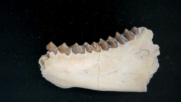 Nebraska Oligocene Mesohippus 3-Toed Horse Jaw Section 34a | Fossils for Sale Genuine Oligocene Age Mesohippus 3-Toed Horse Jaw Section Fossil for Sale from Nebraska #34a