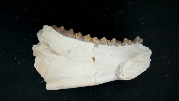 Nebraska Oligocene Mesohippus 3-Toed Horse Jaw Section 34b | Fossils for Sale Genuine Oligocene Age Mesohippus 3-Toed Horse Jaw Section Fossil for Sale from Nebraska #34b