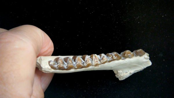 Nebraska Oligocene Mesohippus 3-Toed Horse Jaw Section 34c | Fossils for Sale Genuine Oligocene Age Mesohippus 3-Toed Horse Jaw Section Fossil for Sale from Nebraska #34c