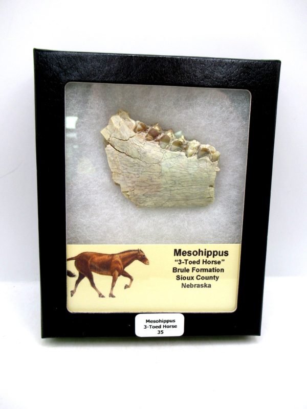 Nebraska Oligocene Mesohippus 3-Toed Horse Jaw Section 35 | Fossils for Sale Genuine Oligocene Age Mesohippus 3-Toed Horse Jaw Section Fossil for Sale from Nebraska #35