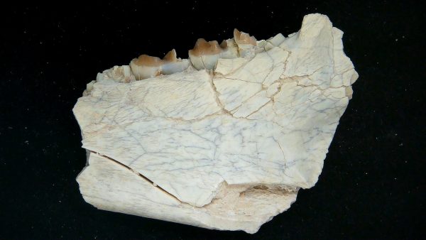Nebraska Oligocene Mesohippus 3-Toed Horse Jaw Section 35a | Fossils for Sale Genuine Oligocene Age Mesohippus 3-Toed Horse Jaw Section Fossil for Sale from Nebraska #35a