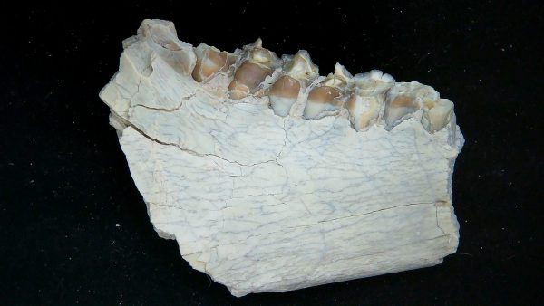 Nebraska Oligocene Mesohippus 3-Toed Horse Jaw Section 35b | Fossils for Sale Genuine Oligocene Age Mesohippus 3-Toed Horse Jaw Section Fossil for Sale from Nebraska #35b