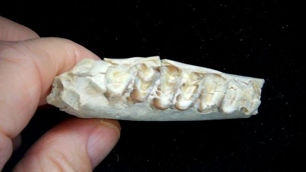 Nebraska Oligocene Mesohippus 3-Toed Horse Jaw Section 35c | Fossils for Sale Genuine Oligocene Age Mesohippus 3-Toed Horse Jaw Section Fossil for Sale from Nebraska #35c