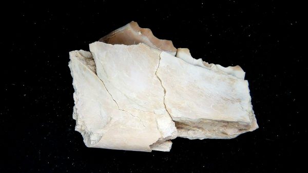 Nebraska Oligocene Mesohippus 3-Toed Horse Jaw Section 36b | Fossils for Sale Genuine Oligocene Age Mesohippus 3-Toed Horse Jaw Section Fossil for Sale from Nebraska #36b