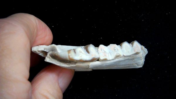 Nebraska Oligocene Mesohippus 3-Toed Horse Jaw Section 36c | Fossils for Sale Genuine Oligocene Age Mesohippus 3-Toed Horse Jaw Section Fossil for Sale from Nebraska #36c