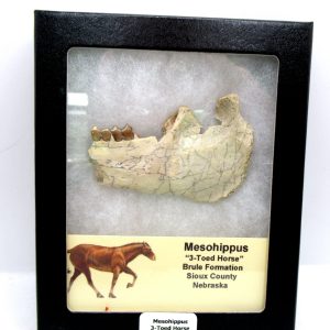 Genuine Oligocene Age Mesohippus 3-Toed Horse Jaw Section Fossil for Sale from Nebraska #37