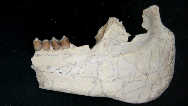 Nebraska Oligocene Mesohippus 3-Toed Horse Jaw Section 37a | Fossils for Sale Genuine Oligocene Age Mesohippus 3-Toed Horse Jaw Section Fossil for Sale from Nebraska #37a