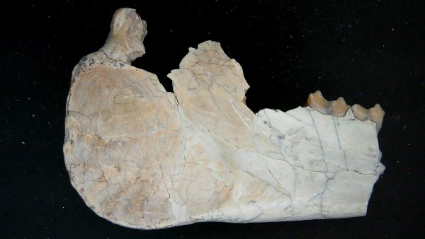 Nebraska Oligocene Mesohippus 3-Toed Horse Jaw Section 37b | Fossils for Sale Genuine Oligocene Age Mesohippus 3-Toed Horse Jaw Section Fossil for Sale from Nebraska #37b