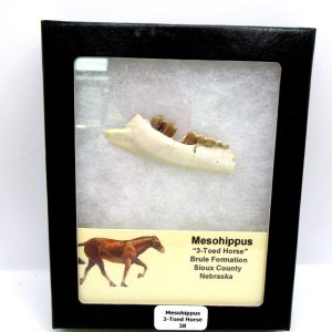 Genuine Oligocene Age Mesohippus 3-Toed Horse Jaw Section Fossil for Sale from Nebraska #38