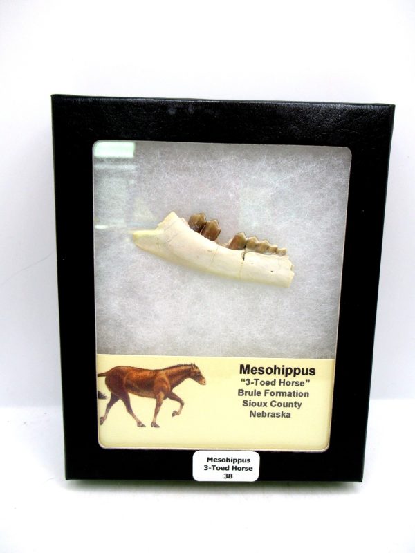 Nebraska Oligocene Mesohippus 3-Toed Horse Jaw Section 38 | Fossils for Sale Genuine Oligocene Age Mesohippus 3-Toed Horse Jaw Section Fossil for Sale from Nebraska #38