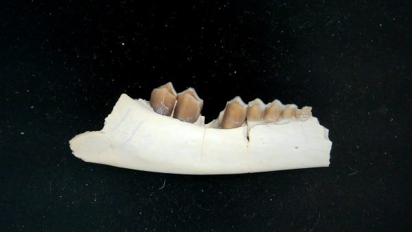 Nebraska Oligocene Mesohippus 3-Toed Horse Jaw Section 38a | Fossils for Sale Genuine Oligocene Age Mesohippus 3-Toed Horse Jaw Section Fossil for Sale from Nebraska #38a