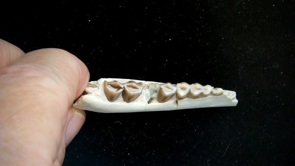 Nebraska Oligocene Mesohippus 3-Toed Horse Jaw Section 38c | Fossils for Sale Genuine Oligocene Age Mesohippus 3-Toed Horse Jaw Section Fossil for Sale from Nebraska #38c