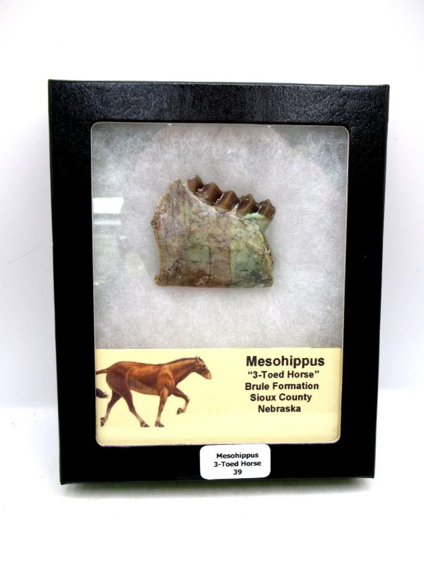 Nebraska Oligocene Mesohippus 3-Toed Horse Jaw Section 39 | Fossils for Sale Genuine Oligocene Age Mesohippus 3-Toed Horse Jaw Section Fossil for Sale from Nebraska #39