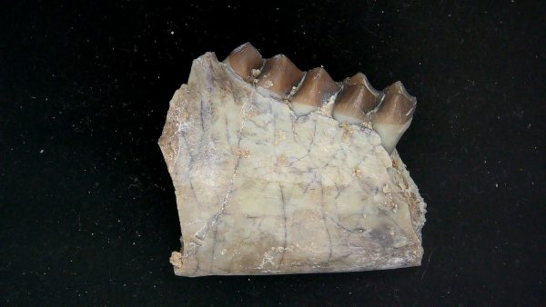 Nebraska Oligocene Mesohippus 3-Toed Horse Jaw Section 39a | Fossils for Sale Genuine Oligocene Age Mesohippus 3-Toed Horse Jaw Section Fossil for Sale from Nebraska #39a