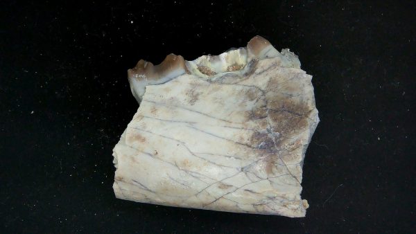 Nebraska Oligocene Mesohippus 3-Toed Horse Jaw Section 39b | Fossils for Sale Genuine Oligocene Age Mesohippus 3-Toed Horse Jaw Section Fossil for Sale from Nebraska #39b