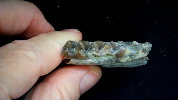 Nebraska Oligocene Mesohippus 3-Toed Horse Jaw Section 39c | Fossils for Sale Genuine Oligocene Age Mesohippus 3-Toed Horse Jaw Section Fossil for Sale from Nebraska #39c