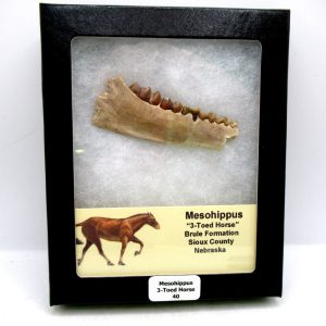 Genuine Oligocene Age Mesohippus 3-Toed Horse Jaw Section Fossil for Sale from Nebraska #40