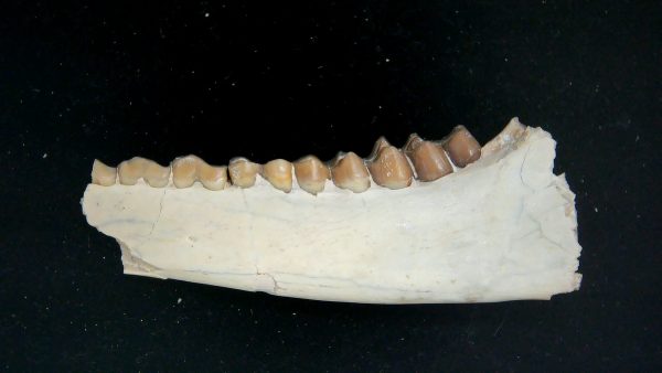 Nebraska Oligocene Mesohippus 3-Toed Horse Jaw Section 40a | Fossils for Sale Genuine Oligocene Age Mesohippus 3-Toed Horse Jaw Section Fossil for Sale from Nebraska #40a