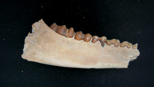 Nebraska Oligocene Mesohippus 3-Toed Horse Jaw Section 40b | Fossils for Sale Genuine Oligocene Age Mesohippus 3-Toed Horse Jaw Section Fossil for Sale from Nebraska #40b