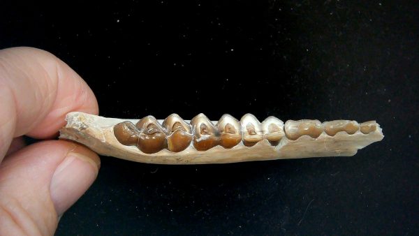 Nebraska Oligocene Mesohippus 3-Toed Horse Jaw Section 40c | Fossils for Sale Genuine Oligocene Age Mesohippus 3-Toed Horse Jaw Section Fossil for Sale from Nebraska #40c