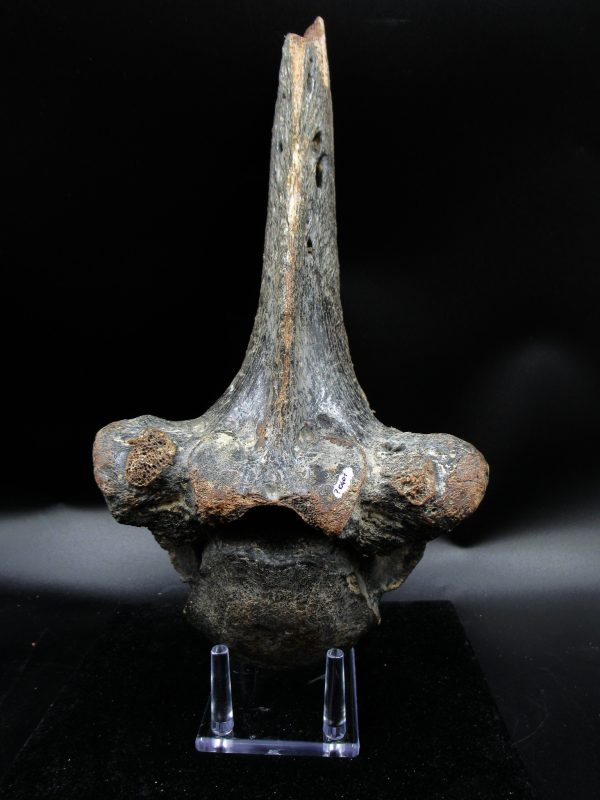Russia Pleistocene Ice Age Bison Priscus Vertebra 1 | Fossils for Sale
