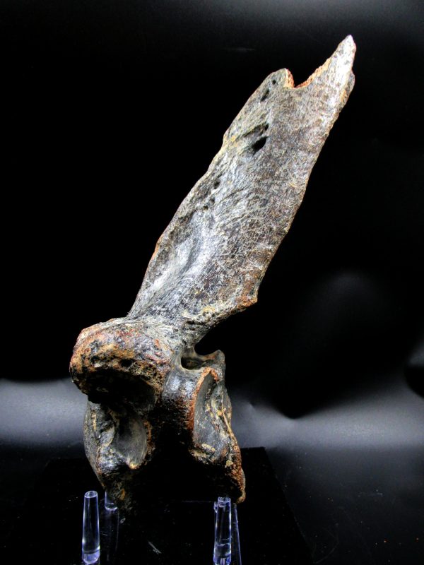 Russia Pleistocene Ice Age Bison Priscus Vertebra 1b | Fossils for Sale