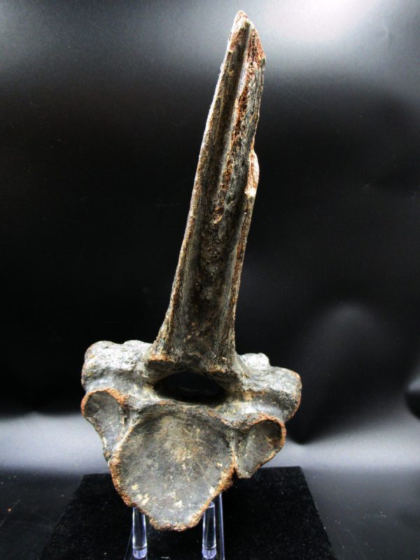 Russia Pleistocene Ice Age Bison Priscus Vertebra 1c | Fossils for Sale