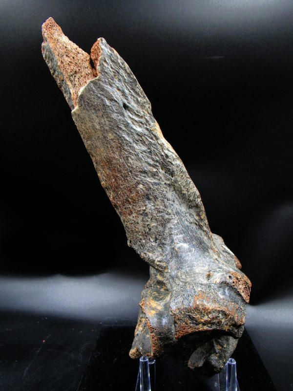 Russia Pleistocene Ice Age Bison Priscus Vertebra 1d | Fossils for Sale
