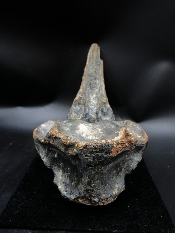 Russia Pleistocene Ice Age Bison Priscus Vertebra 1e | Fossils for Sale