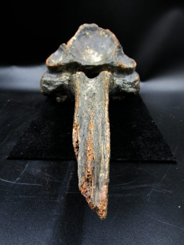 Russia Pleistocene Ice Age Bison Priscus Vertebra 1f | Fossils for Sale