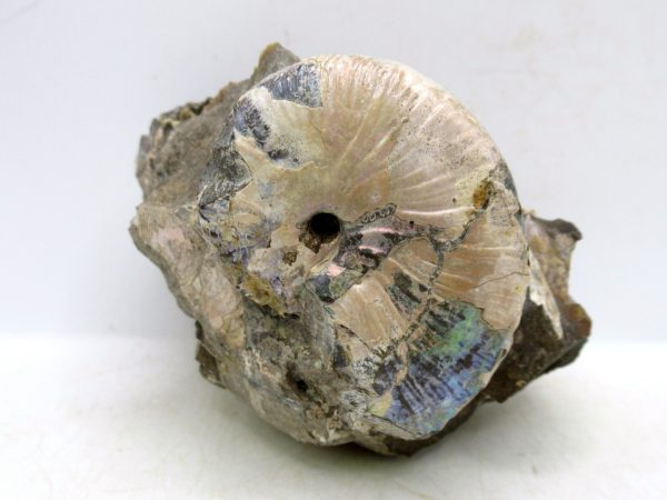 South Dakota Cretaceous Fossil Ammonite 43 | Fossils for Sale Genuine Cretaceous Age Scaphites Ammonite Fossil For Sale from South Dakota #43