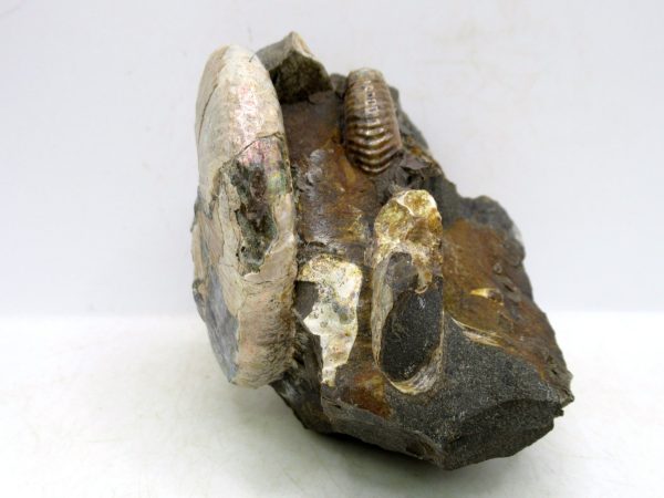 South Dakota Cretaceous Fossil Ammonite 43a | Fossils for Sale Genuine Cretaceous Age Scaphites Ammonite Fossil For Sale from South Dakota #43a