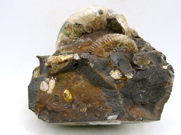 South Dakota Cretaceous Fossil Ammonite 43b | Fossils for Sale Genuine Cretaceous Age Scaphites Ammonite Fossil For Sale from South Dakota #43b