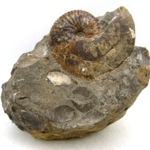 Genuine Cretaceous Age Scaphites Ammonite Fossil For Sale from South Dakota #44