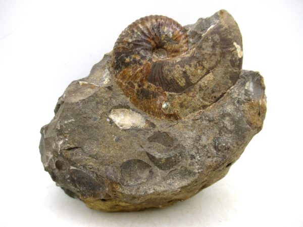South Dakota Cretaceous Fossil Ammonite 44 | Fossils for Sale Genuine Cretaceous Age Scaphites Ammonite Fossil For Sale from South Dakota #44