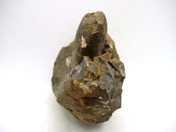 South Dakota Cretaceous Fossil Ammonite 44a | Fossils for Sale Genuine Cretaceous Age Scaphites Ammonite Fossil For Sale from South Dakota #44a