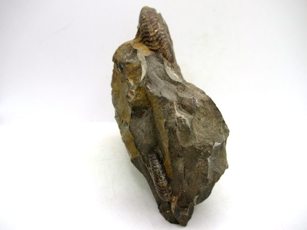 South Dakota Cretaceous Fossil Ammonite 44c | Fossils for Sale Genuine Cretaceous Age Scaphites Ammonite Fossil For Sale from South Dakota #44c