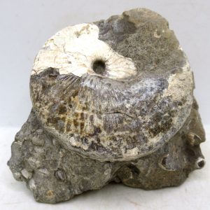 Genuine Cretaceous Age Scaphites Ammonite Fossil For Sale from South Dakota #45