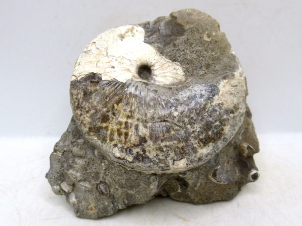 South Dakota Cretaceous Fossil Ammonite 45 | Fossils for Sale Genuine Cretaceous Age Scaphites Ammonite Fossil For Sale from South Dakota #45
